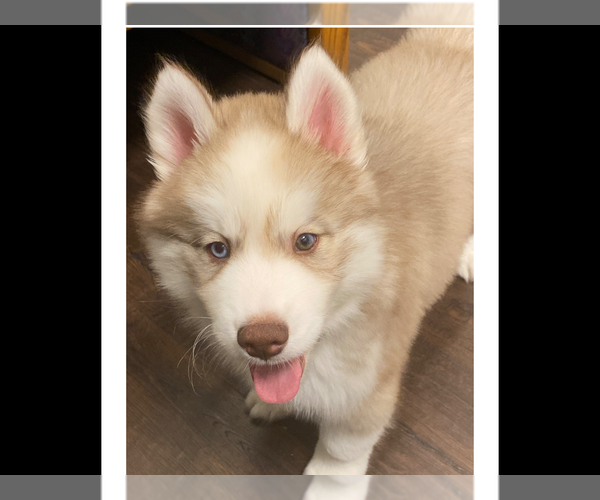 Medium Photo #4 Siberian Husky Puppy For Sale in LYNNWOOD, WA, USA