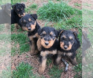 Airedale Terrier Puppy for sale in MOUNT CARMEL, IL, USA