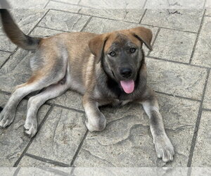 Siberian Husky-Unknown Mix Dogs for adoption in Fenton, MO, USA