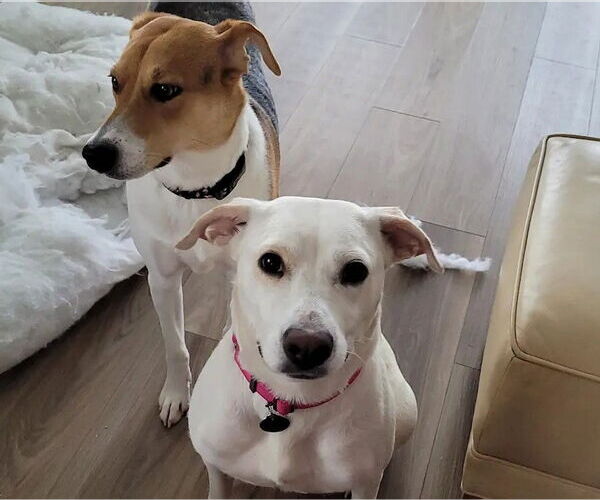 Medium Photo #2 American Staffordshire Terrier-Labrador Retriever Mix Puppy For Sale in Arlington, VA, USA