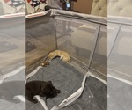 Small #2 Labrador Retriever