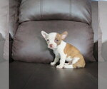 Small #5 Chihuahua