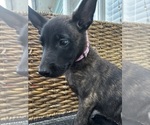 Small #16 Dutch Shepherd Dog
