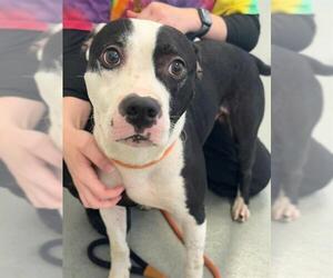 American Pit Bull Terrier-Unknown Mix Dogs for adoption in Fayetteville, NC, USA