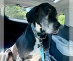 Small #3 Great Dane