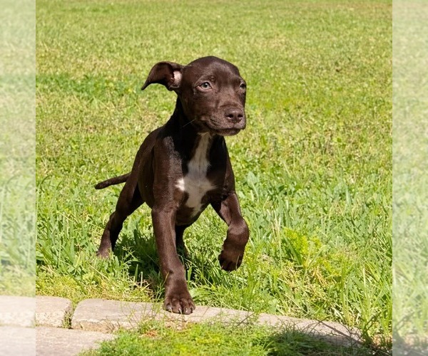 Medium Photo #1 Dachsador Puppy For Sale in Pompano Beach , FL, USA