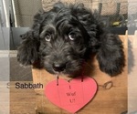 Small Photo #17 F2 Aussiedoodle Puppy For Sale in ARBA, IN, USA
