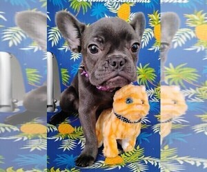 French Bulldog Puppy for sale in TAMPA, FL, USA