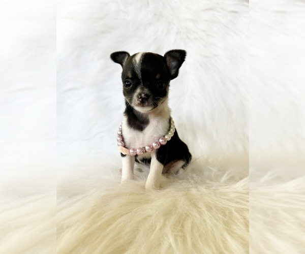 Medium Photo #7 Chihuahua Puppy For Sale in SACRAMENTO, CA, USA