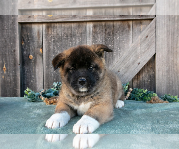 Medium Photo #3 Akita Puppy For Sale in MILLERSBURG, OH, USA