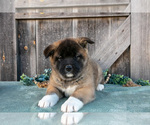 Small #2 Akita