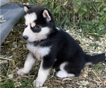 Small #4 Siberian Husky