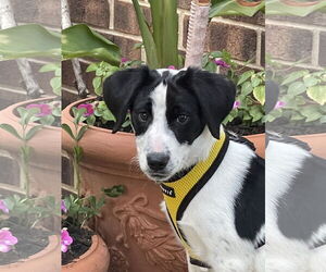 Mutt Dogs for adoption in Wheaton, IL, USA