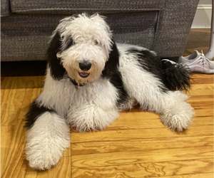 Father of the Sheepadoodle puppies born on 11/13/2022