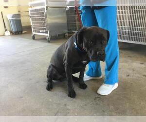 Mutt Dogs for adoption in Riverside, CA, USA