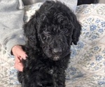 Small Photo #9 Schnoodle (Giant) Puppy For Sale in ANDERSON, CA, USA