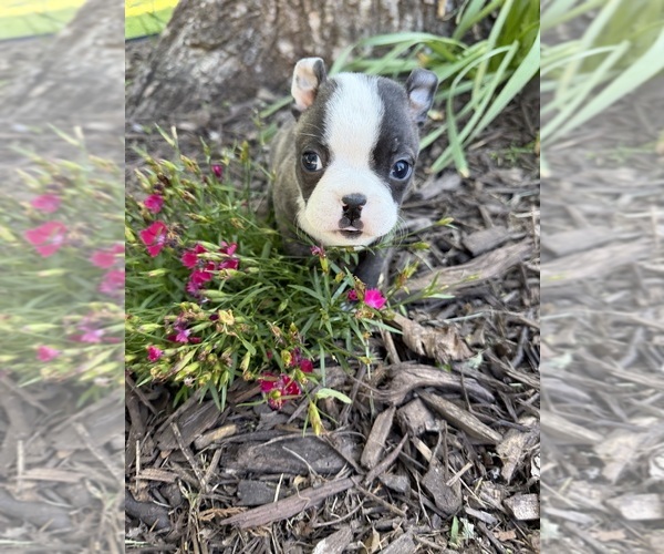 Medium Photo #2 Boston Terrier Puppy For Sale in FREDONIA, KS, USA