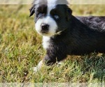 Small Photo #8 Miniature Australian Shepherd Puppy For Sale in PRAIRIE GROVE, AR, USA