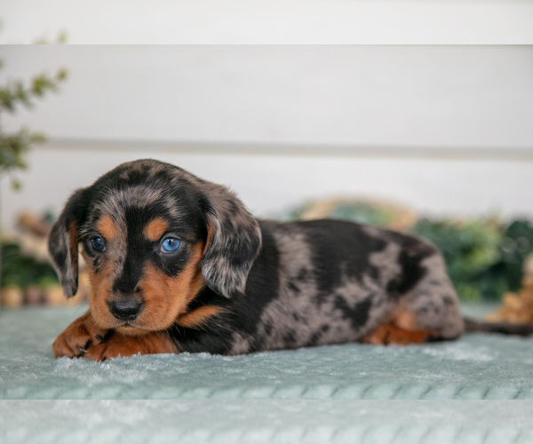 Medium Photo #1 Dachshund Puppy For Sale in BREMEN, IN, USA