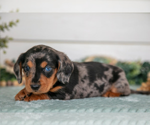 Medium Dachshund