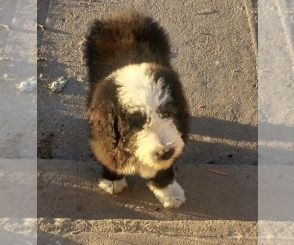 Medium Photo #2 Sheepadoodle Puppy For Sale in LAMAR, CO, USA