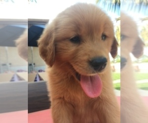 Golden Retriever Puppy for sale in SANTA ANA, CA, USA