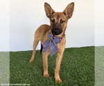 Small #3 German Shepherd Dog Mix