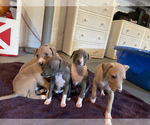 Small Photo #9 Italian Greyhound Puppy For Sale in EAST FARMINGDALE, NY, USA
