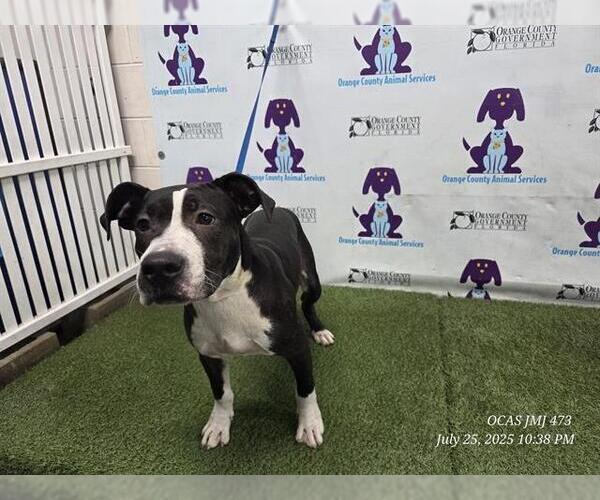Medium Photo #1 American Pit Bull Terrier-Unknown Mix Puppy For Sale in Orlando, FL, USA