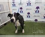 Small American Pit Bull Terrier Mix