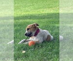 Small Photo #4 Mutt Puppy For Sale in Brooklyn Center, MN, USA