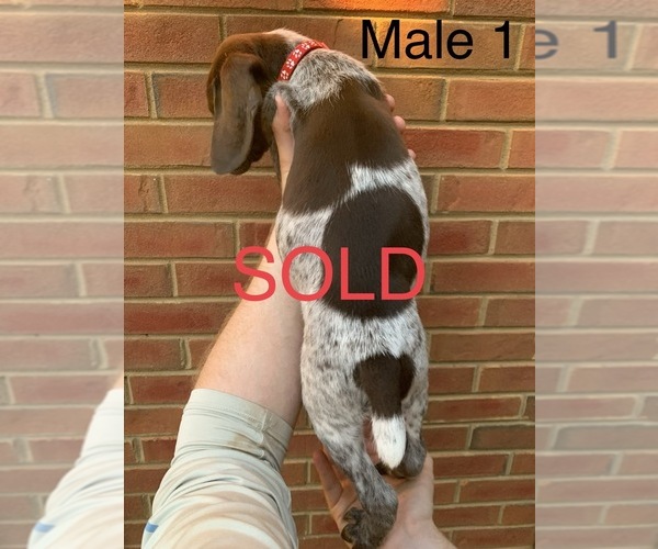 Medium Photo #27 German Shorthaired Pointer Puppy For Sale in MARIETTA, GA, USA