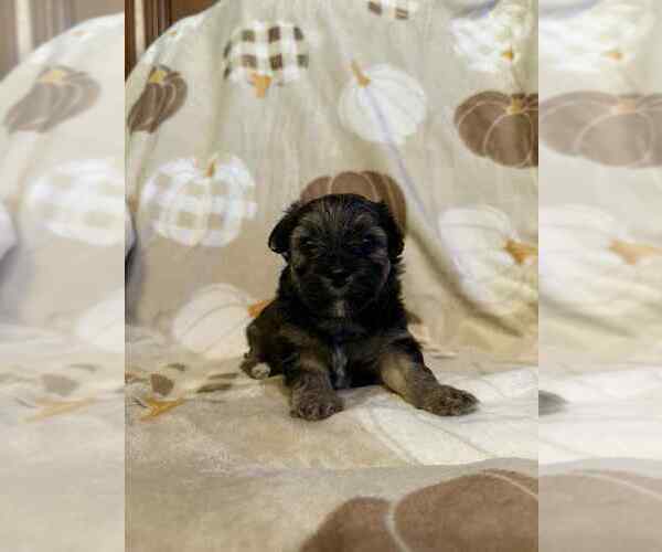 Medium Photo #3 Papitese Puppy For Sale in ORANGEBURG, SC, USA