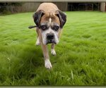 Small Photo #1 Boxer Puppy For Sale in Downey, CA, USA