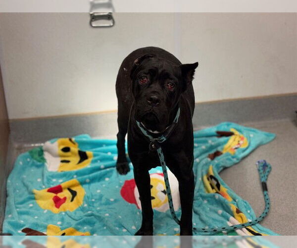 Medium Photo #1 Mutt Puppy For Sale in Rancho Cucamonga, CA, USA