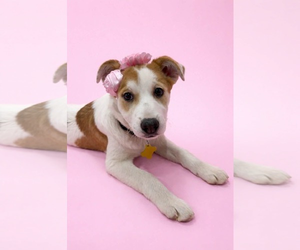 Medium Photo #4 Mutt Puppy For Sale in Sandy, UT, USA