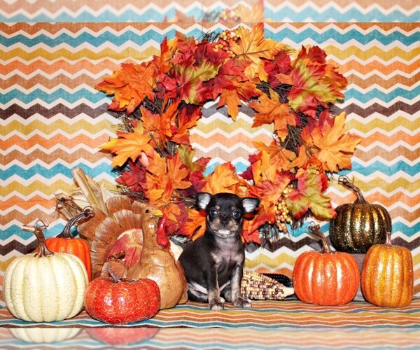 Medium Photo #38 Chihuahua Puppy For Sale in CHARLESTON, AR, USA