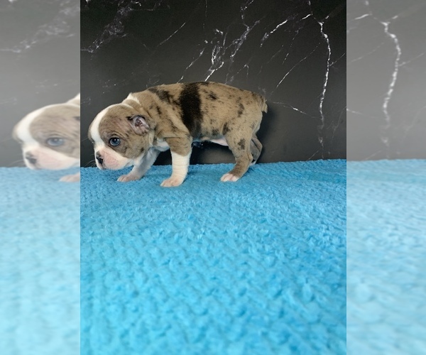 Medium Photo #52 Boston Terrier Puppy For Sale in TULARE, CA, USA