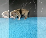 Small #4 Boston Terrier