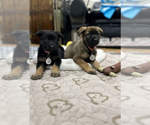 Medium Photo #4 German Shepherd Dog Puppy For Sale in West Sacramento, CA, USA