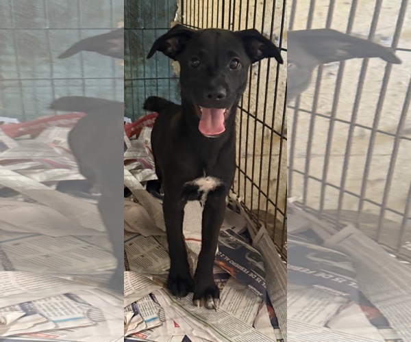 Medium Photo #9 Mutt Puppy For Sale in Virginia Beach, VA, USA