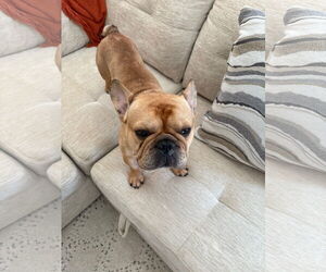 French Bulldog Dogs for adoption in Woodland, CA, USA