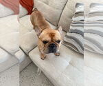 Small French Bulldog