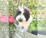 Small Photo #4 Aussiedoodle Puppy For Sale in WINTER HAVEN, FL, USA