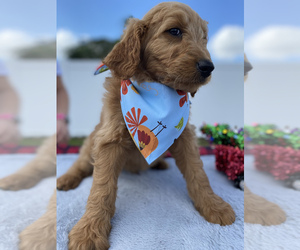 Goldendoodle Puppy for sale in APOPKA, FL, USA
