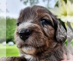 Small #3 F2 Aussiedoodle