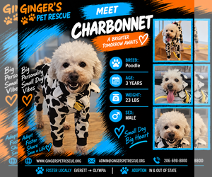 Charbonnet From Korea - Male Poodle (Miniature) Dog for Adoption - Photo #2