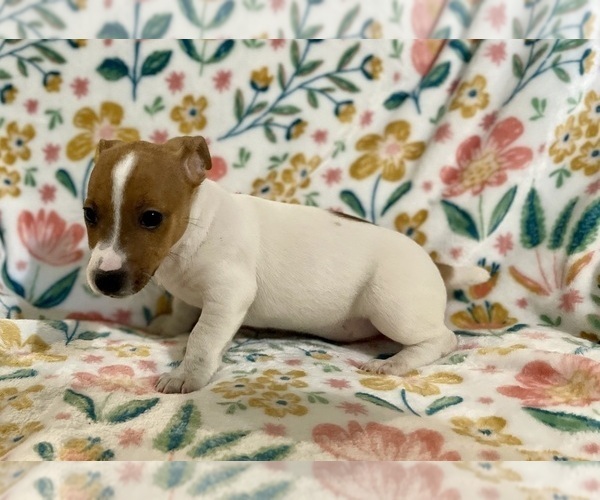 Medium Photo #19 Jack Russell Terrier Puppy For Sale in FORT PIERCE, FL, USA
