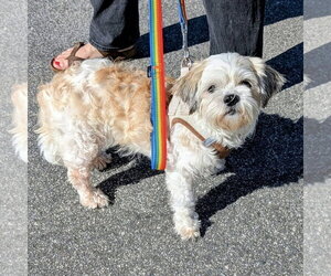 Lexi - Female Shih Tzu-Unknown Mix Dog for Adoption - Photo #2