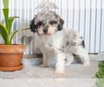 Puppy 3 Poodle (Miniature)